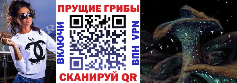 Галлюциногенные грибы мицелий  наркотики  Новоалександровск 